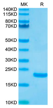 Biotinylated Recombinant Human IL-10 Protein