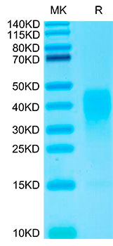 Biotinylated Recombinant Human IL-13 Protein