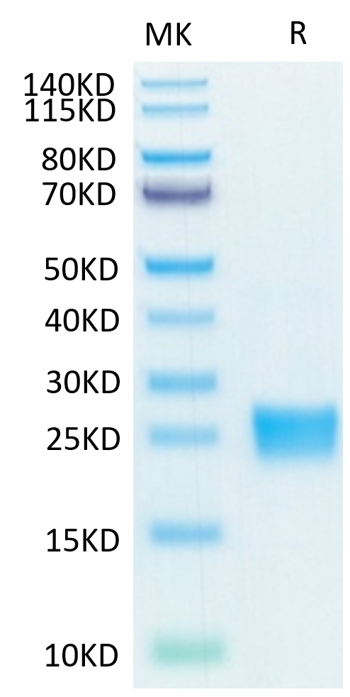 Biotinylated Recombinant Human IL-17F Protein