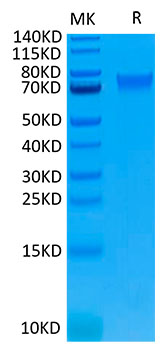 Biotinylated Recombinant Human IL-6RA/CD126 Protein