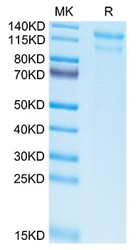 Biotinylated Recombinant Human Low-density lipoprotein receptor/LDLR Protein