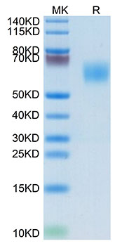 Biotinylated Recombinant Human MHC class I polypeptide-related sequence A/MIC-A Protein