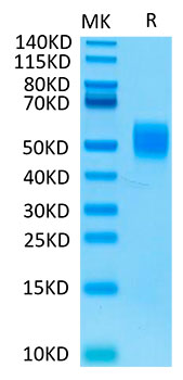 Biotinylated Recombinant Human MHC class I polypeptide-related sequence B/MIC-B Protein