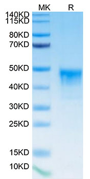 Biotinylated Recombinant Human Mesothelin/MSLN Protein