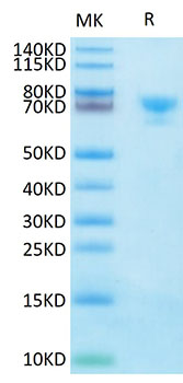 Biotinylated Recombinant Human Mesothelin/MSLN Protein