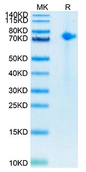 Biotinylated Recombinant Human Notch 1 Protein