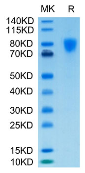 Biotinylated Recombinant Human PDGFR-alpha/CD140a Protein