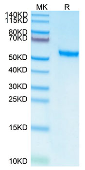 Recombinant Human ROR2 Protein