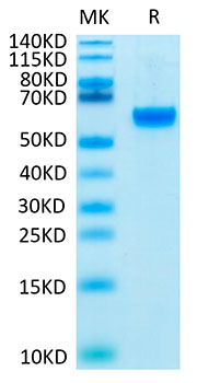 Biotinylated Recombinant Human ROR2 Protein