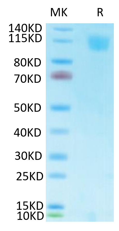 Biotinylated Recombinant SARS-CoV Spike S1 Protein