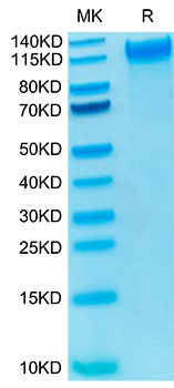 Biotinylated Recombinant Human P-Selectin/SELP/CD62P Protein