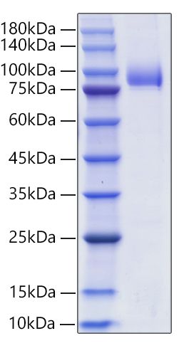 Recombinant Human Siglec-6/CD327 Protein