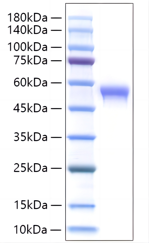 Recombinant Human Siglec-8 Protein