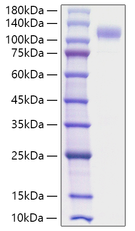 Recombinant Human Siglec-10 Protein