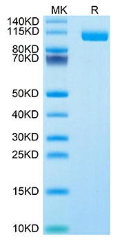 Biotinylated Recombinant Human Siglec-10 Protein