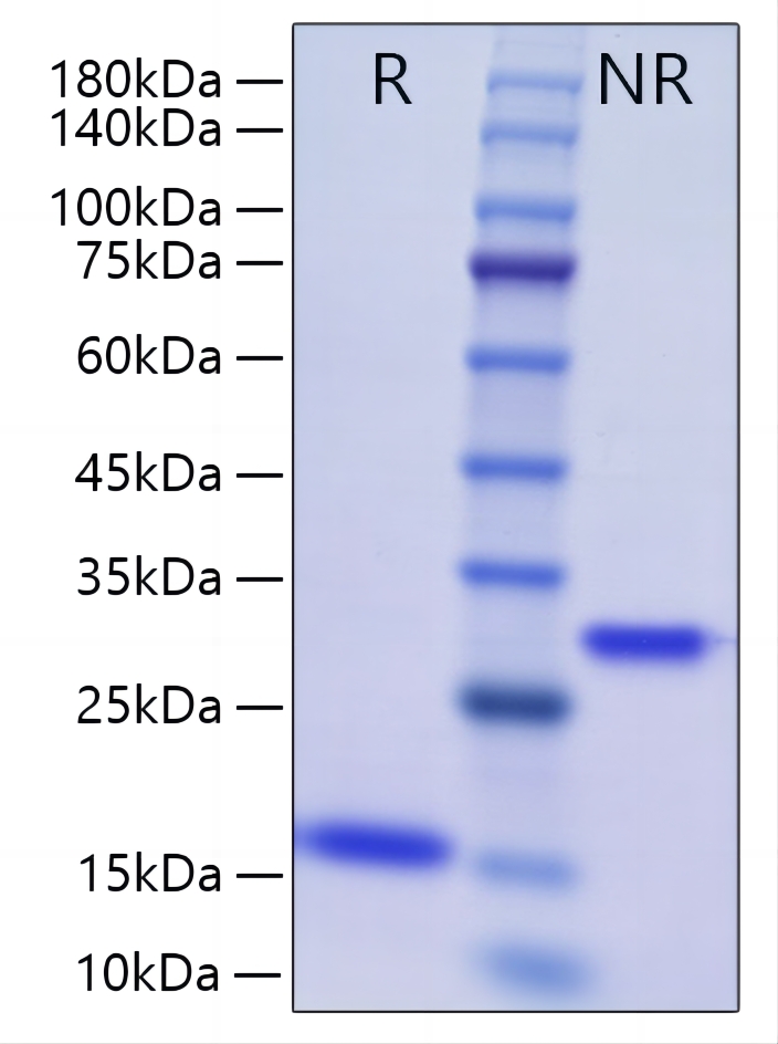 Recombinant Human/Mouse/Rat mature BMP-2 Protein