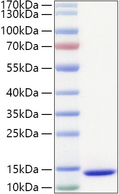 Recombinant Human BMP-4 (E399D) Protein