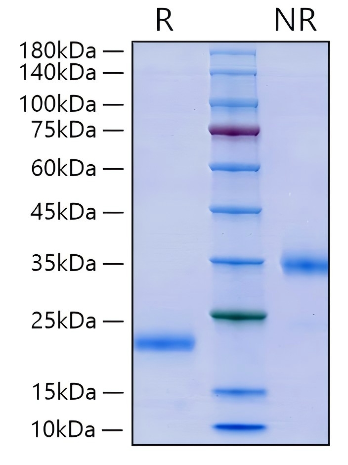 Recombinant Human/Mouse/Rat Mature BMP-4 Protein