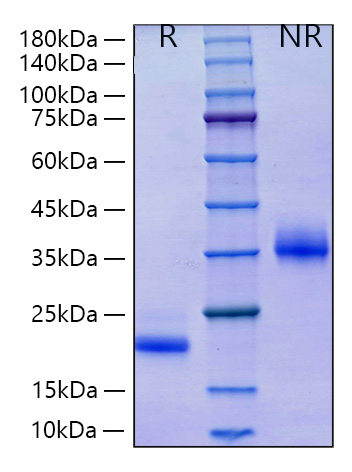 Recombinant Human Mature BMP-7 Protein