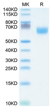 Recombinant Human FGFR-2 beta (IIIb)/KGFR/CD332 (253-378) Protein