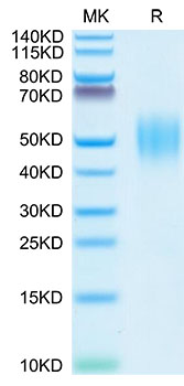 Recombinant Human FGFR-2 beta (IIIb)/KGFR/CD332 Protein