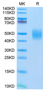 Recombinant Human FGFR-2 beta (IIIc)/KGFR/CD332 Protein