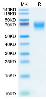 Recombinant Human FGFR-2 alpha (IIIc)/KGFR/CD332 Protein