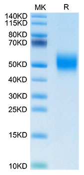 Biotinylated Recombinant Human FGFR-2 beta (IIIb)/KGFR/CD332 Protein