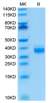 Biotinylated Recombinant Human Ep-CAM/TROP-1/CD326 Protein