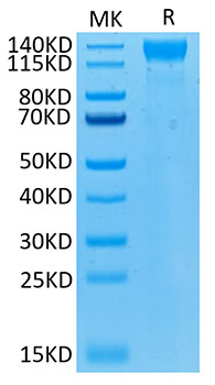 Biotinylated Recombinant Human VEGFR-2/KDR/CD309 Protein