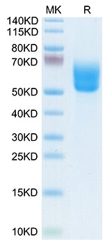 Biotinylated Recombinant Human Dkk-3 Protein