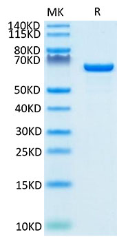 Biotinylated Recombinant Human Serum albumin/ALB Protein