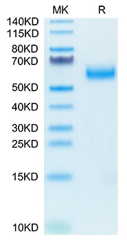 Biotinylated Recombinant Human SIRP-alpha/CD172a Protein