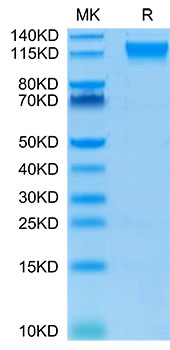 Biotinylated Recombinant Human Semaphorin-4D/SEMA4D/CD100 Protein