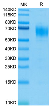 Biotinylated Recombinant Human IL-13RA1/CD213a1 Protein