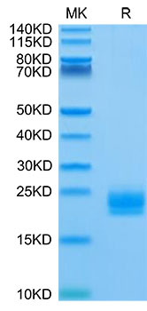 Biotinylated Recombinant Human LAIR-2/CD306 Protein