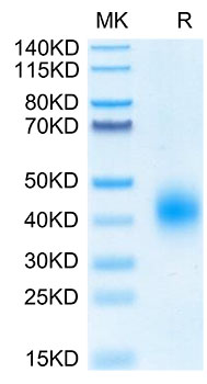 Biotinylated Recombinant Human BTLA/CD272 Protein