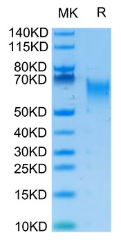 Biotinylated Recombinant Human B7-H2/ICOSLG/CD275 Protein