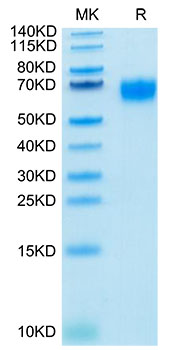 Biotinylated Recombinant Human IL-2RG/CD132 Protein