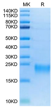 Biotinylated Recombinant Human TNFRSF13C/BAFFR/CD268 Protein