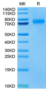 Biotinylated Recombinant Human Siglec-10 (R119A) Protein