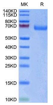 Biotinylated Recombinant Human LILRA3/ILT-6/CD85e Protein