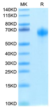 Biotinylated Recombinant Human IL-1R3/IL-1RAcP/IL1RAP Protein