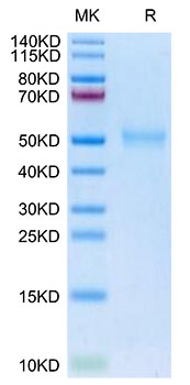 Biotinylated Recombinant Human TGF-beta receptor type-1/TGFR-1/ALK-5 Protein