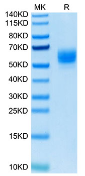 Biotinylated Recombinant Human TNFSF18/GITR Ligand Trimer Protein (Primary Amine Labeling)