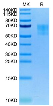 Biotinylated Recombinant Human WAIF1/5T4/TPBG Protein