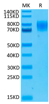 Biotinylated Recombinant Human IFNAR1 Protein