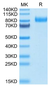 Recombinant Human B7-H7/HHLA2 Protein