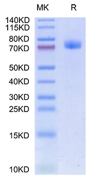 Recombinant Human GFR alpha-like/GFRAL Protein