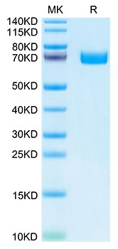 Recombinant Human EPHB2 Protein